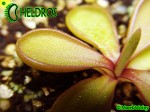 Pinguicula Emarginata RED, pale violet veins 2.jpg