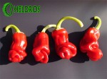 PETER PEPPER