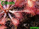 Drosera sp. Belem , Brazil. Rosiczka drosera sp. Belem