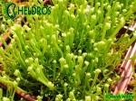 Sarracenia Seeds - Siewki kapturnicy - 5 miesięcy od wysiania