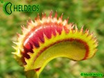 Dionaea Muscipula Muchołówka UK SAWTOOTH 2