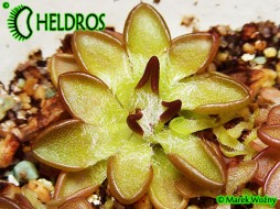Pinguicula NIVALIS - rare small gem