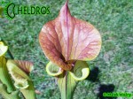 MK F131A Sarracenia Flava var. cuprea, Exum, North Carolina,W, clone 1,SM