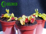 Muchołówka-Dionaea-Muscipula-red-green