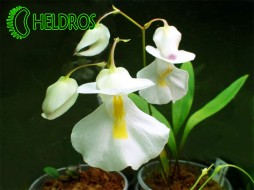 Utricularia ALPINA