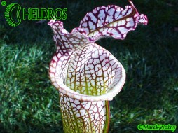 MK L31 Sarracenia Leucophylla Red & white