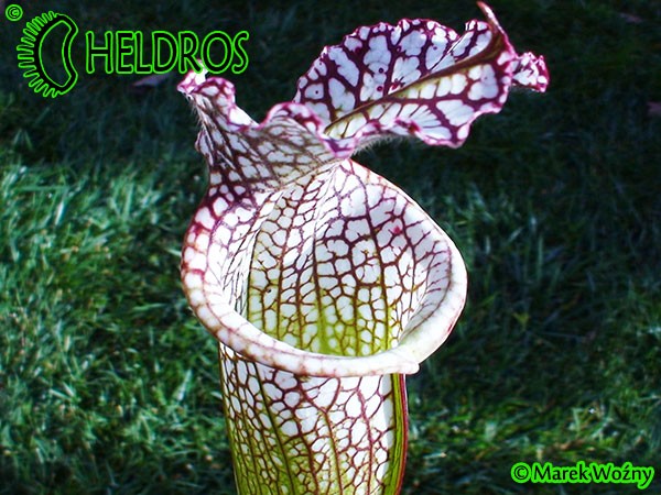 MK L31 Sarracenia Leucophylla Red  white, large stocky pitcher, red lip AP