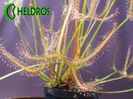 Drosera-BINATA-MULTIFIDA-flower-Rosiczka-MULTIFIDA