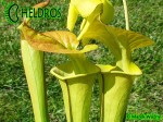 MK F173	Sarracenia Flava var. cuprea Pender Co. NC ,W F45,JA