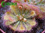 Soczyste kleiste liście / Drosera SPATULATA plants.