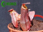 Nepenthes Dzbanecznik SANGUINEA BLACK JACK