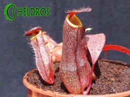 NEPENTHES SANGUINEA - BLACK JACK