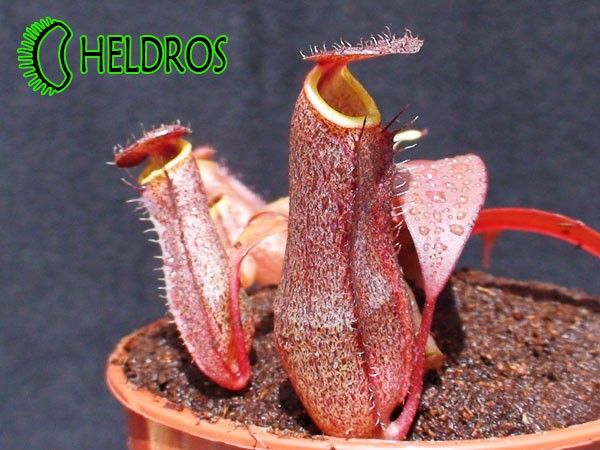 Nepenthes Dzbanecznik SANGUINEA BLACK JACK
