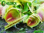 Dionaea Muscipula Muchołówka Trichterfalle - Funnel Trap