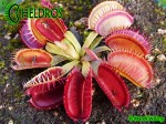 Dionaea Muscipula Muchołówka Louchapates