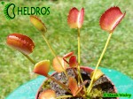 Muchołówka Dionaea Muscipula  Korean Melody Shark