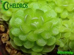 Tłustosz Pinguicula esseriana