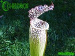 MK L31 Sarracenia Leucophylla Red  white, large stocky pitcher, red lip AP
