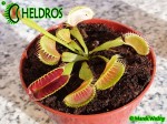 Dionaea Muscipula Muchołówka Louchapates
