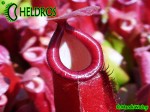 Nepenthes Dzbanecznik BLOODY MARY