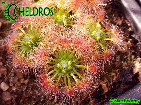 Drosera TRICHOCAULIS