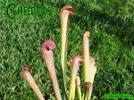 MK H65 Kapturnica Sarracenia x Judy MB 2003