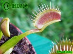 Dionaea Muscipula Muchołówka KAYAN