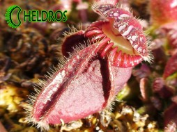CEPHALOTUS FOLLICULARIS - rare plant