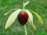 DARLINGTONIA KALIFORNIJSKA, DARLINGTONIA CALIFORNICA - kwiatostan.