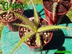Rosiczka Drosera REGIA