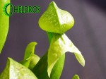 Darlingtonia Kalifornijska Darlingtonia Californica