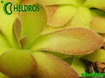 Pinguicula JOHANNA