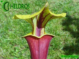 MK F190 Sarracenia Flava var. rubricorpora
