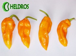 FATALI HABANERO 450.000 - 10 seeds