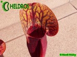 Sarracenia 'DRACULA' Kapturnica Purpurea Hybride
