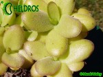 Pinguicula Tłustosz spec. Linz