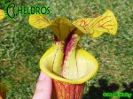 MK F161 Sarracenia Flava var. rubricorpora Apalachicola National Forest, FL. W, F58,JA