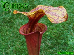 MK F126 Sarracenia Flava . rubricorpora