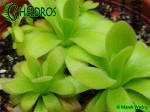 Tłustosz Pinguicula Martinezii klon C OG