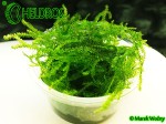 Mech Weeping Moss Vesicularia ferriei