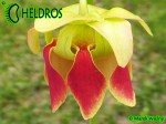 MK H126 Sarracenia x Dino Almacolle rubra subsp. jonesii x minor var. okefenokeensis Furio Ersetti, 2004