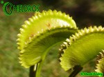 Dionaea Muscipula Muchołówka AF1 Killer Queen