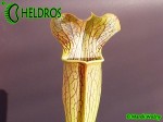 MK A20 Sarracenia Alata var. rubrioperculata. Red lid, maroon tinged bulbous upper pitchers, Stone Co. MS. Plant has huge stocky pitchers in autumn.