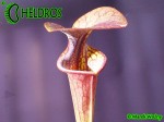 MK F27C Sarracenia Flava var. atropurpurea All red form, Blackwater River State Forest, FL.W,JA