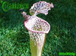 MK L64 Sarracenia Leucophylla Red  White, very stocky autumn Pitcher. Plant originally brought in by Dave Taylor, late 70s