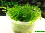 Mech Weeping Moss Vesicularia ferriei