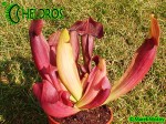 Kapturnica Sarracenia MAROON