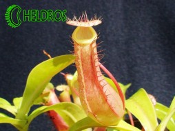 NEPENTHES VENTRATA
