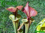 MK F131A Sarracenia Flava var. cuprea, Exum, North Carolina,W, clone 1,SM