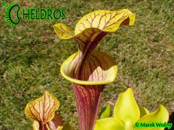 RvL-FL09 Sarracenia Flava var. ornata